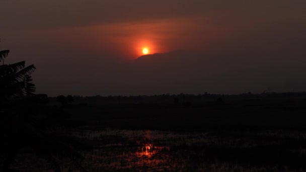 Silhouette Tree Leaves Windy Dark Golden Sunset Dark Golden Sunset — Stock Video