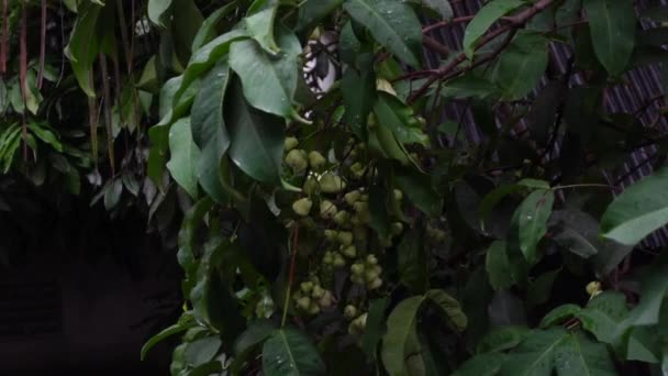 木の上にぶら下がっている生の新鮮な白いJavaリンゴ 植物の背景に水のリンゴ スローモーションビデオ — ストック動画
