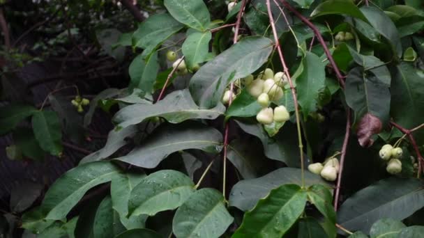 Manzana Java Blanca Fresca Cruda Colgada Árbol Agua Manzana Fondo — Vídeos de Stock