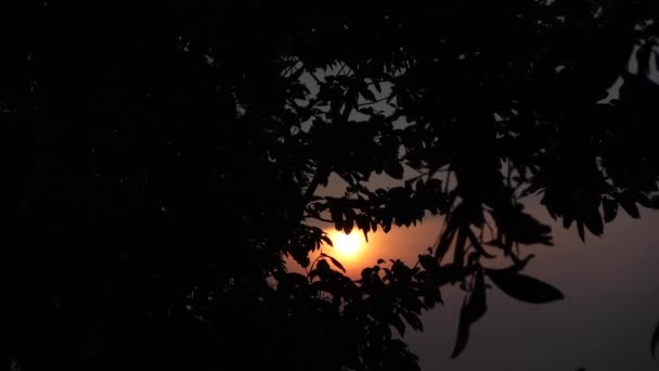 Silhouette Baum Blätter Windigen Dunkelgoldenen Sonnenuntergang Dunkelgoldener Sonnenuntergang Mit Windigen — Stockvideo