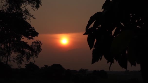 Silhouette Baum Blätter Windigen Dunkelgoldenen Sonnenuntergang Dunkelgoldener Sonnenuntergang Mit Windigen — Stockvideo