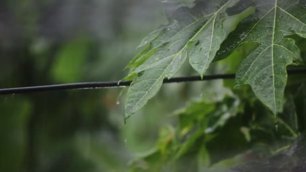 雨水は嵐の雨の中で緑の葉に落ちています 雨水が電線の上を流れています — ストック動画