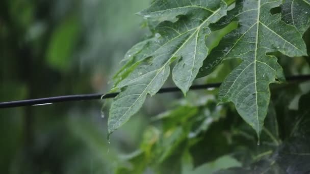 雨水は嵐の雨の中で緑の葉に落ちています 雨水が電線の上を流れています — ストック動画