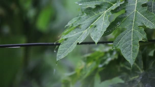 暴雨中雨水正落在绿叶上 雨水正从电线上流过 — 图库视频影像