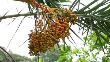 Sarı-turuncu taze taze hurmalar ağaçta sallanıyor. Sarı-turuncu hurma meyveli arka plan. 4k video.