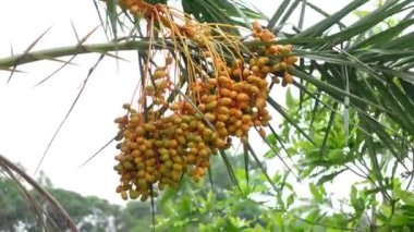 Sarı-turuncu taze taze hurmalar ağaçta sallanıyor. Sarı-turuncu hurma meyveli arka plan. 4k video.