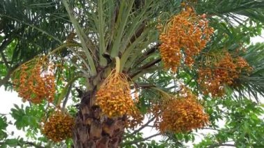 Sarı-turuncu taze taze hurmalar ağaçta sallanıyor. Sarı-turuncu hurma meyveli arka plan. 4k video.