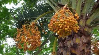 Sarı-turuncu taze taze hurmalar ağaçta sallanıyor. Sarı-turuncu hurma meyveli arka plan. 4k video.