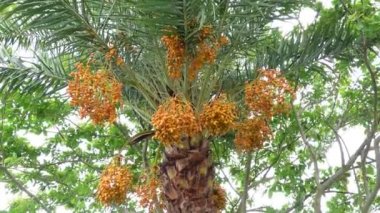 Sarı-turuncu taze taze hurmalar ağaçta sallanıyor. Sarı-turuncu hurma meyveli arka plan. 4k video.