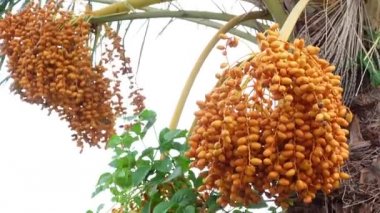 Sarı-turuncu taze taze hurmalar ağaçta sallanıyor. Sarı-turuncu hurma meyveli arka plan. 4k video.