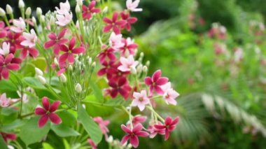 Kırmızı-pembe Rangoon sürüngeni ya da Çin hanımeli çiçekleri ağaçta çiçek açıyor. Rangoon sürüngen kırmızı çiçek kümeleri havada sallanıyor. Yavaş çekim videosu.