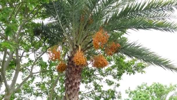 Amarelo Laranja Cru Maduro Datas Frescas Estão Penduradas Cachos Árvore — Vídeo de Stock