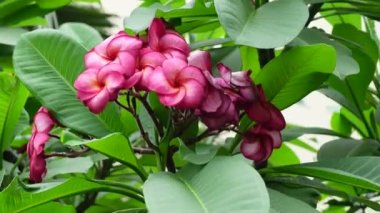 Kırmızı-pembe Plumeria çiçekleri yeşil ağaçta rüzgarda sallanıyor. Yeşil arka planda pembe Plumeria çiçekleri. 4k video. 