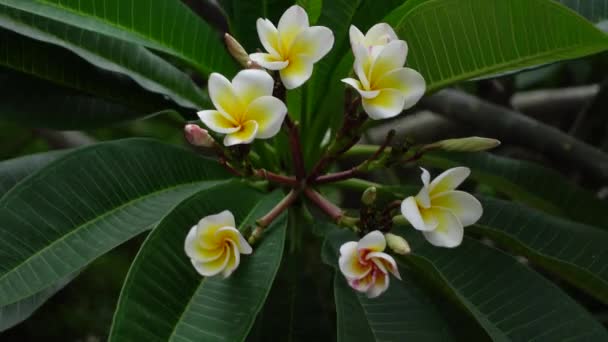 Beyaz Sarı Plumeria Çiçekleri Yeşil Ağaçta Rüzgarda Sallanıyor Beyaz Plumeria — Stok video