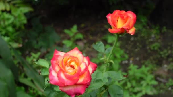 Różowy Pomarańczowo Żółty Kolor Kwiat Róży Kwitnie Ogrodzie — Wideo stockowe