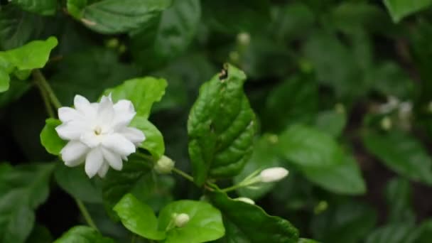 緑色の木に白ジャスミンの花を咲かせます 白と緑の花のクローズアップ背景 4Kビデオ — ストック動画