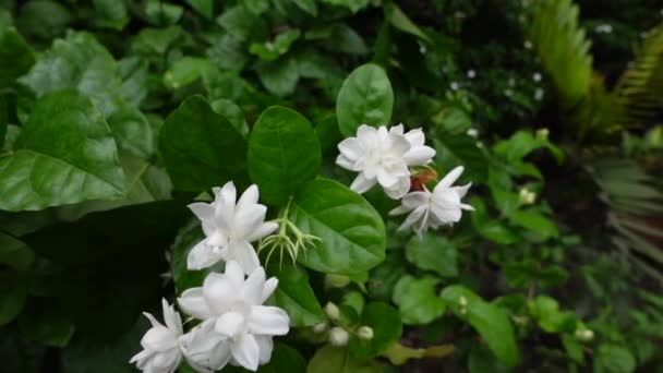 緑の木の上に白いジャスミンの花が風に揺れる 白と緑の花のクローズアップ背景 スローモーションビデオ — ストック動画