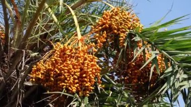 Sarı-turuncu taze taze hurmalar ağaçta sallanıyor. Sarı-turuncu hurma meyveli arka plan. 4k video.