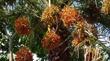 Sarı-turuncu taze taze hurmalar ağaçta sallanıyor. Sarı-turuncu hurma meyveli arka plan. 4k video.