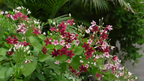 Stromě Kvetou Červenorůžové Rangoonské Keře Nebo Čínské Zimolezové Květy Rangúnské — Stock video