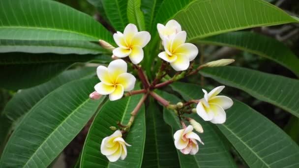 緑色の木に白い黄色のプルメリアの花が風に揺れています 緑色の背景に白いプルメリアの花 スローモーションビデオ — ストック動画