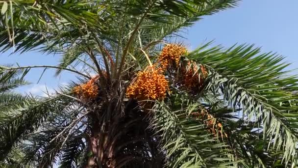 Sarı Turuncu Taze Taze Hurmalar Ağaçta Sallanıyor Sarı Turuncu Hurma — Stok video