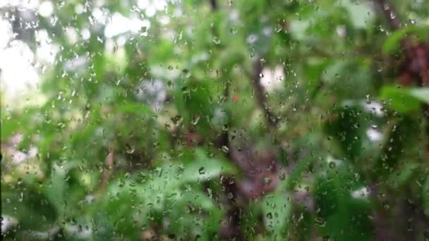 Gocce Acqua Piovana Sul Vetro Della Finestra Sullo Sfondo Foglie — Video Stock