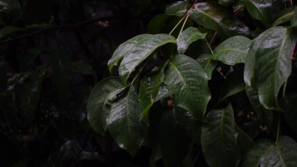 雨滴は Javaリンゴの木の緑の葉に降っています 木の葉の上で大雨 スローモーションビデオ — ストック動画