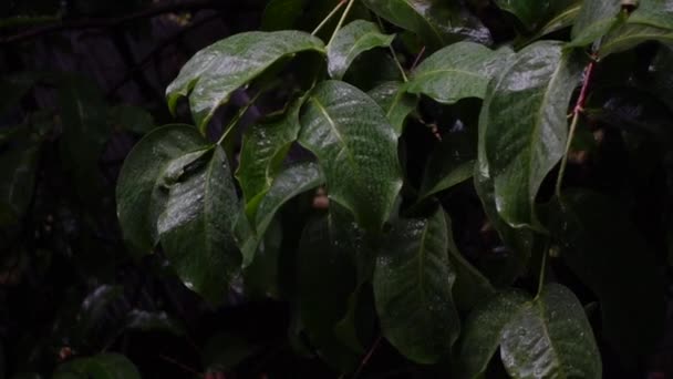 雨滴は Javaリンゴの木の緑の葉に降っています 木の葉の上で大雨 スローモーションビデオ — ストック動画