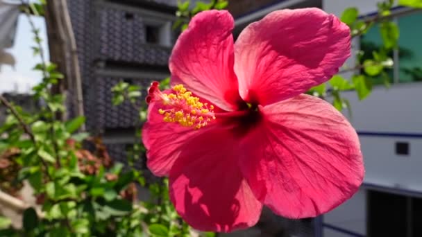 屋上庭園の風に揺れるピンクハイビスカスの花 太陽の下で大きなハイビスカスの花のクローズアップビュー スローモーションビデオ — ストック動画