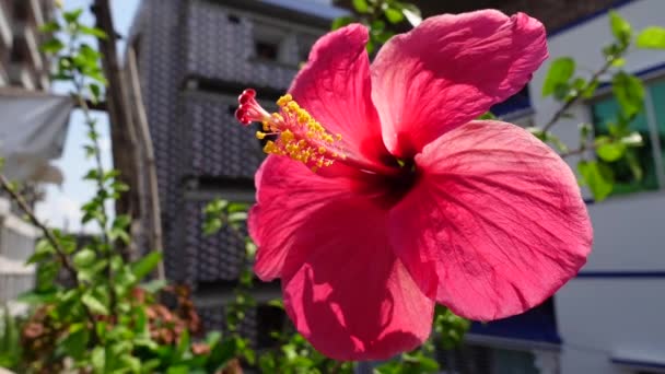 Flor Rosa Hibisco Balanceándose Viento Jardín Azotea Grandes Flores Hibiscus — Vídeo de stock