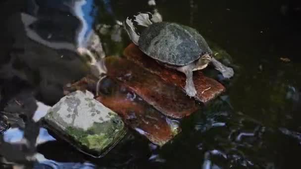 Żółw Odpoczywa Pływa Nad Sztucznym Stawem Mały Żółw Ciemnym Stawie — Wideo stockowe