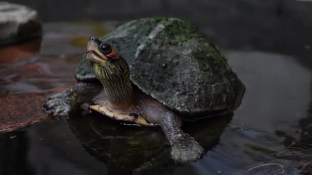 Želva Odpočívá Plave Umělého Rybníka Malá Želvička Temné Vodě Výhledem — Stock video