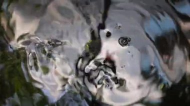 Kaplumbağa dinleniyor ve yapay bir gölette yüzüyor. Karanlık gölet suyunda, yakın görüşlü küçük bir kaplumbağa. 4k Video.