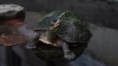 Kaplumbağa dinleniyor ve yapay bir gölette yüzüyor. Karanlık gölet suyunda, yakın görüşlü küçük bir kaplumbağa. 4k Video.