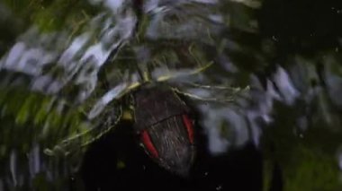 Kaplumbağa dinleniyor ve yapay bir gölette yüzüyor. Karanlık gölet suyunda, yakın görüşlü küçük bir kaplumbağa. 4k Video.