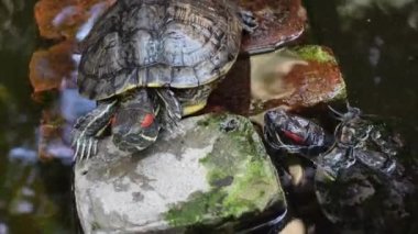 Kaplumbağa dinleniyor ve yapay bir gölette yüzüyor. Karanlık gölet suyunda, yakın görüşlü küçük bir kaplumbağa. 4k Video.