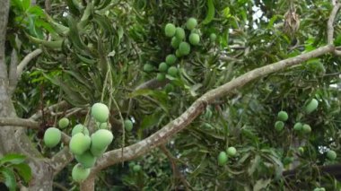 Ağaçta yeşil olgunlaşmamış mango meyveleri asılı. Yeşil meyve arka planı. Yakından bak. 4k video.
