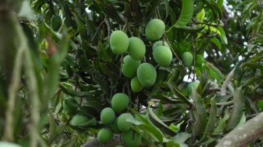 Ağaçta yeşil olgunlaşmamış mango meyveleri asılı. Yeşil meyve arka planı. Yakından bak. 4k video.