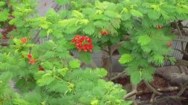 Kan kırmızısı yaz çiçeği Krishnachura (Delonix regia) yeşil yaprakların arasında rüzgarda sallanıyor. Kırmızı-yeşil çiçek arka planı. 4k video.