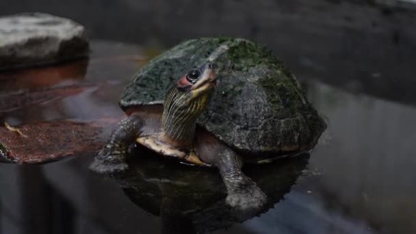 Schildkröte Ruht Und Schwimmt Einem Künstlichen Teich Kleine Mini Schildkröte — Stockvideo