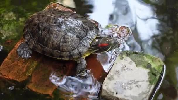 Żółw Odpoczywa Pływa Nad Sztucznym Stawem Mały Żółw Ciemnym Stawie — Wideo stockowe