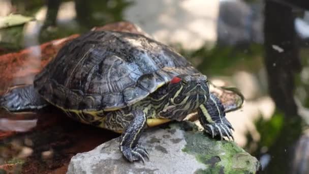 Želva Odpočívá Plave Umělého Rybníka Malá Želvička Temné Vodě Výhledem — Stock video