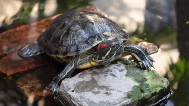 Schildpad Rust Zwemt Naar Een Kunstmatige Vijver Kleine Minischildpad Het — Stockvideo