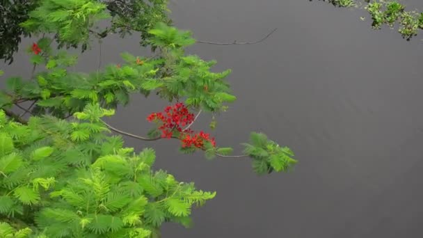 Krwawo Czerwony Kwiat Letni Krishnachura Delonix Regia Kołysze Się Wietrze — Wideo stockowe