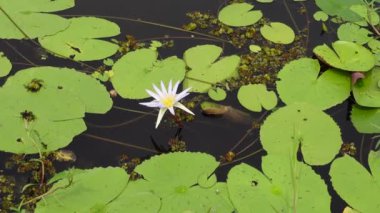 Beyaz su zambağı yeşil yapraklarla çevrili gölette çiçek açar. Nilüfer çiçeği arkaplanı. 4k video.