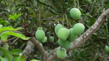 Ağaçta yeşil olgunlaşmamış mango meyveleri asılı. Yeşil meyve arka planı. Yakından bak. 4k video.
