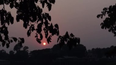 Gölgeli ağacın yapraklarının akşam güneşle olan görüntüsü. Akşamları yapraklı arka plan. 4k video.