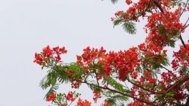 Yaz çiçeği Krishnachura (Delonix regia) veya Tavuskuşu Çiçekleri tüm ağaçta çiçek açıyor. Kırmızı-yeşil çiçek arka planı. 4k video.