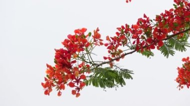 Yaz çiçeği Krishnachura (Delonix regia) veya Tavuskuşu Çiçekleri tüm ağaçta çiçek açıyor. Kırmızı-yeşil çiçek arka planı. 4k video.